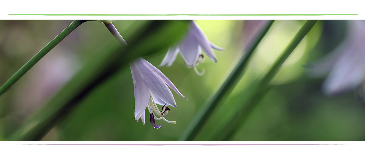 Lamis Chayeb Zahnarzt Hamburg