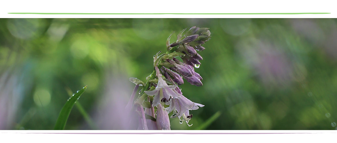 Lamis Chayeb Zahnarzt Hamburg